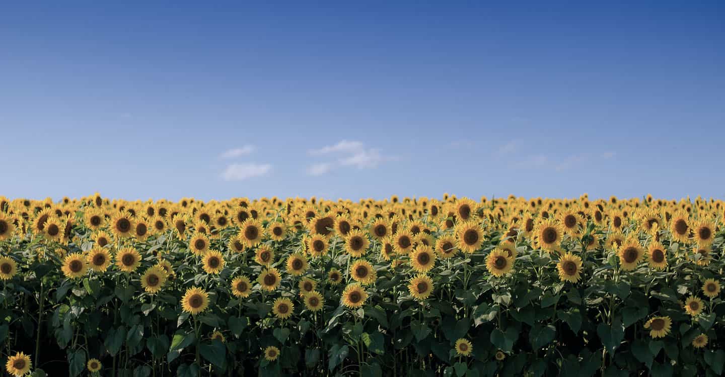 Изображение поля с подсолнухами