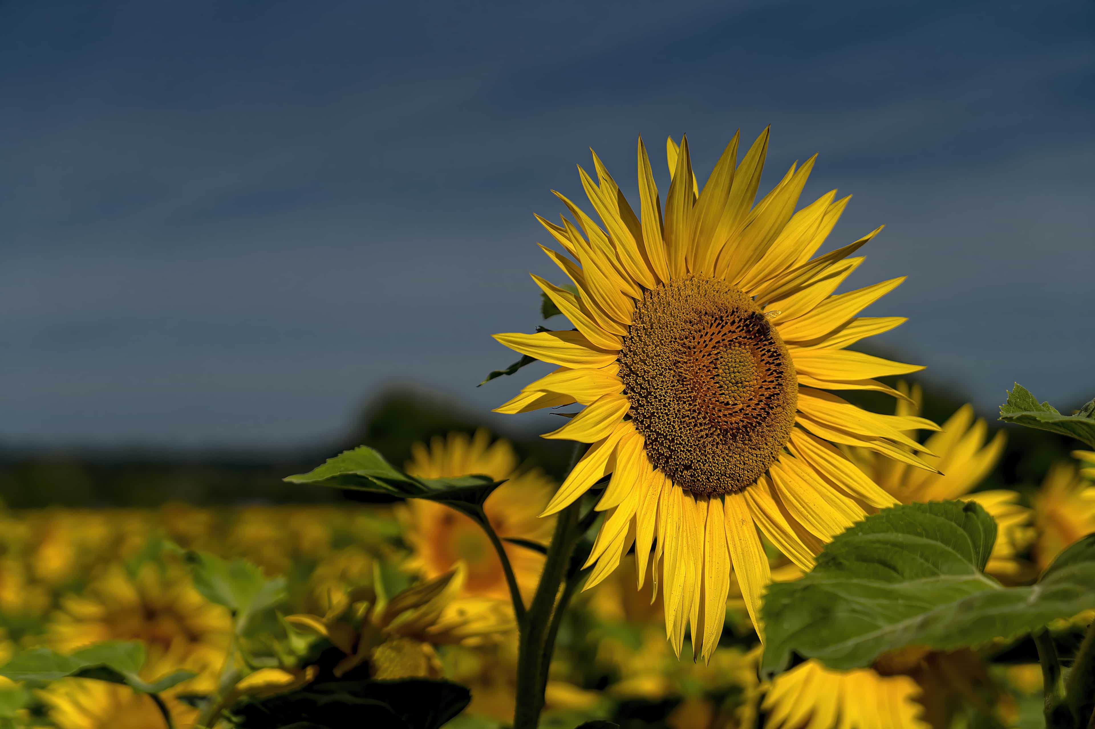 Изображение поля с подсолнухами