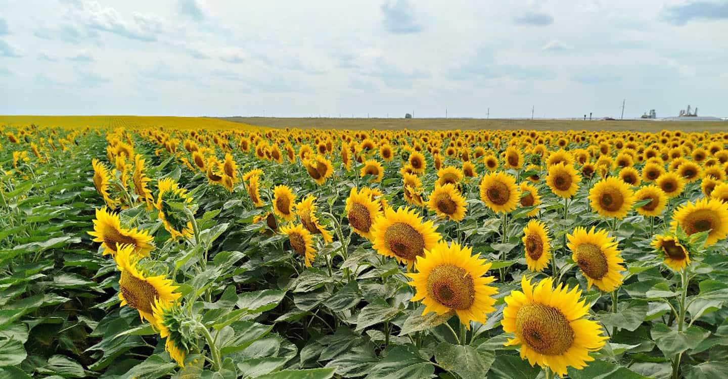 Изображение поля с подсолнухами
