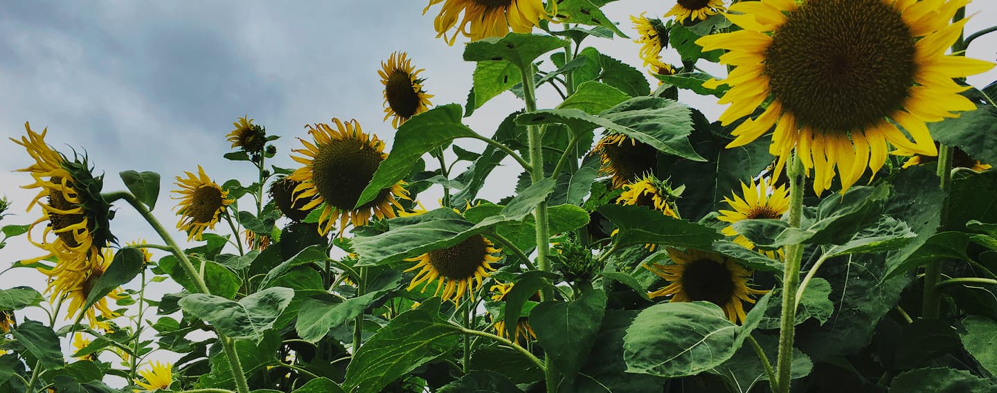 Фон формы связи