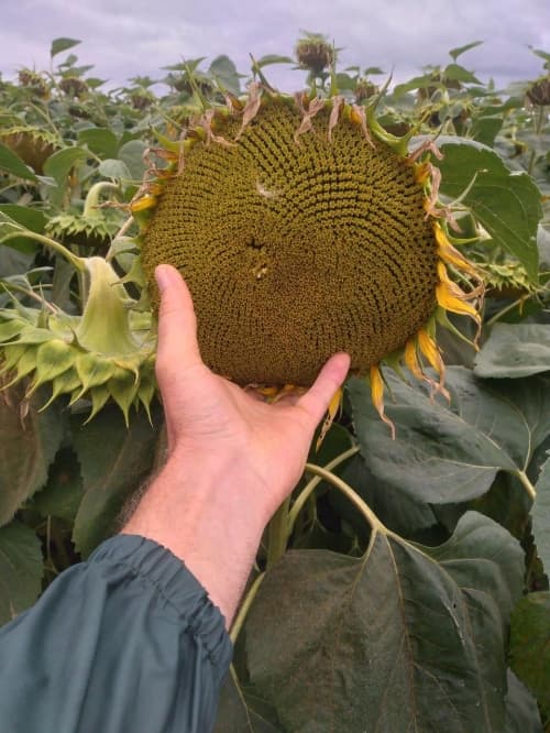 Изображение продукта